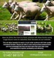 Logie Durno Sheep