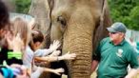 Children touching an elephant ...