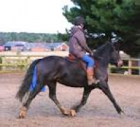 Brilliant horse riding lessons - Brook Stables, Millbrook ...