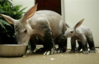 Mother and daughter aardvarks.