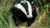 UPDATE: Dorset badger cull