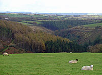 Pasture above Cwmbele, Cynwyl