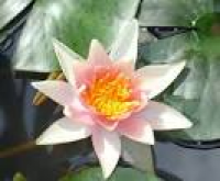 Ornamental water lilies