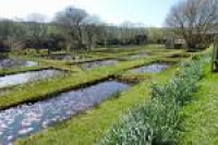 Penrose Water Gardens