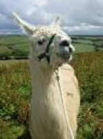 Llama Lland: Merlin the llama