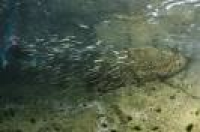 Dive Newquay