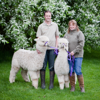Cumbrian based alpaca breeders