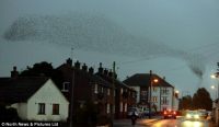 Starlings roosting in Longtown