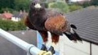 Harris hawk on the roof of the