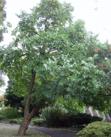 Mulberry Trees - Locations