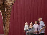 Viewing Gerald the giraffe