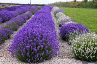 cheristow lavender