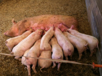 World of Country Life: Piglets