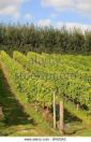 Grape vines Manstree Vineyard,