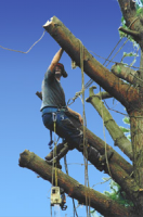 So call Woodland Tree Services
