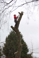 Tree Services for Home owners