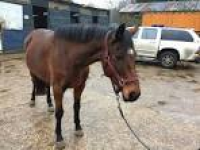 Rushall Park Stables - Horses for Sale - Wimborne, Dorset, United ...
