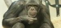 Monkey World – Ape Rescue