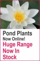 Pond plants For Sale
