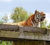 Colchester Zoo (England):