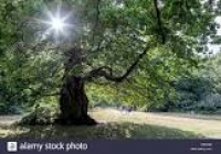 Stock Image ENGLISH OAK TREE ...