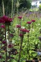 Echinacea 'Fatal attraction'