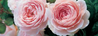 Buy your garden roses online