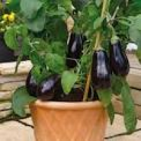 ... Grafted Aubergine Plants