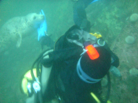 Diving with seals in the Farne