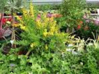 Farthing Common Plant Centre - Home | Facebook