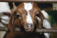 Cockerham boer goats