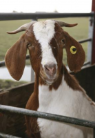 Cockerham boer goats