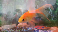 5 Gold Fish For Free