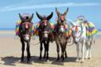 Blackpool donkeys