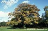 Pedunculate oak tree in ...