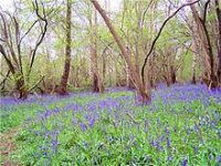 Bluebells in Swithland Wood