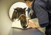 RVC revolutionise equine imaging with first specialised CT scan ...