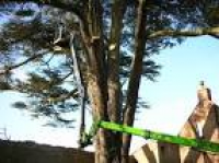 We provide tree services in ...