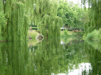 Willow trees next to the