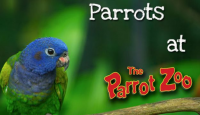 The Parrot Zoo