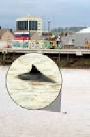 Porpoise spotted in River Usk at Newport (From South Wales Argus)