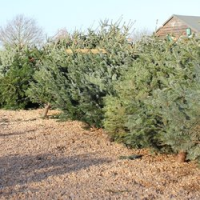 Norfolk Christmas Trees