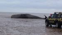 Slim Chance For Stranded Whale
