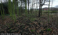 woodland in Coulby Newham,