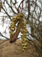 The male catkins are yellow