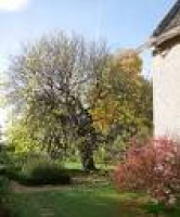 Mulberry tree in Kelscott Manor garden - Picture of Kelmscott ...