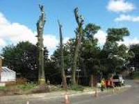 Tree Removal in Ryton, ...