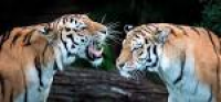Tiger Tales, at The Zoo