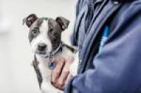 Blue Cross Lewknor | Rehoming ...