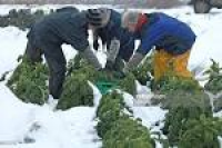 Farmers Struggle To Harvest Their Crops Due To Freezing ...
